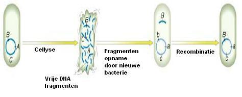 Fig. 3: Schematische voorstelling van transformatie (Haesebrouck, 2006) 3. Transductie Bij transductie wordt er bacterieel DNA uitgewisseld tussen twee bacteriën via bacteriofagen.