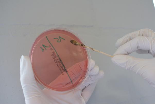 (MacConkey Agar No.3, Oxoid LTD., Hampshire, Engeland) met als doel E. coli te isoleren.
