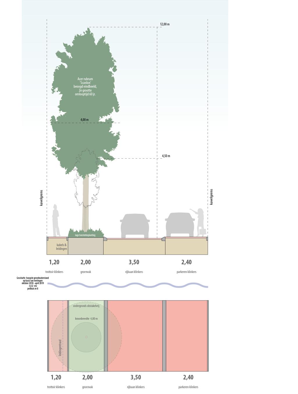 Town Major Drakestraat Acer rubrum Scanlon Esdoorn hoogte: 10-12 m breedte: 3-4 m sollitaire boom, niet