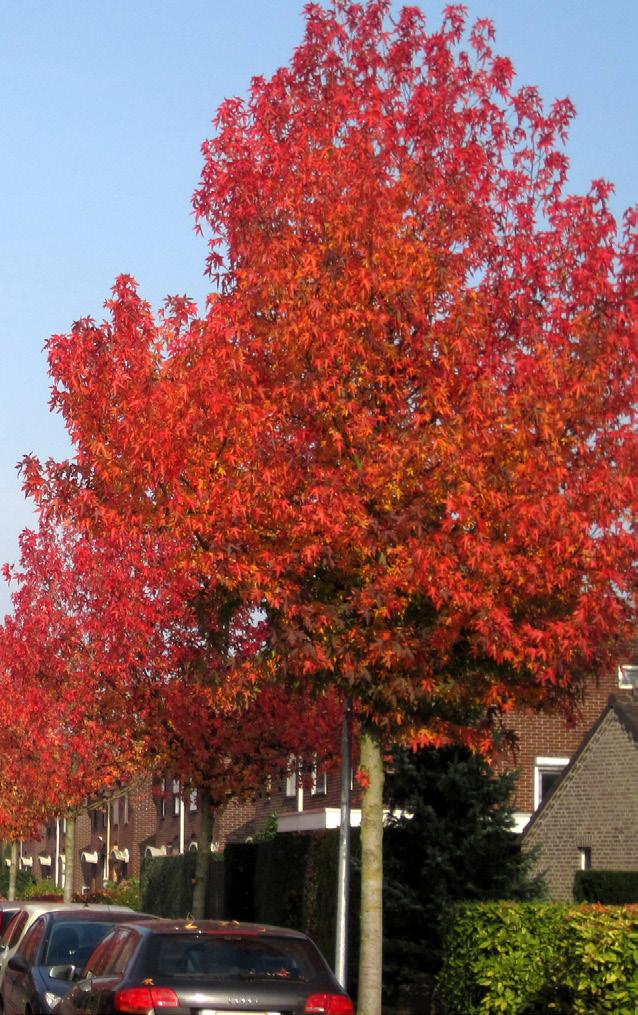 open kroon met stevige opgaande takken. Hij vormt geen harttak waardoor de kroonvorm breed eirond wordt. De jonge twijgen zijn kaal en glanzend roodbruin. In de herfst verkleurt het blad intens rood.