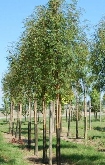 Deze zijn bijna wit tot crèmegeel en hebben soms een lichtroze gloed. Vanwege hun lichte kleur contrasteren de vruchten mooi met de herfsttinten van de boom.