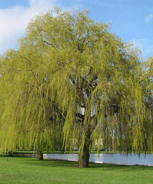 Prins Bernardlaan Salix x sepulcralis Chrysocoma Treurwilg 1e grootte hoogte: 15-22 m breedte: 20-25 m sollitaire boom, vrijuitgroeiend, vrije doorrijhoogte kroonvorm: breed
