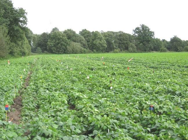 Door het opdrogen van schimmelpluis hadden alle behandelingen behalve 2, 3 en 14 een vergelijkbaar percentage aangetaste planten en index op 12 september.