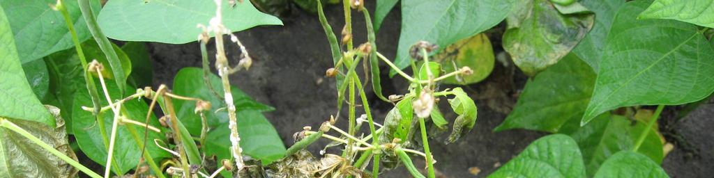 Zowel bij de eerste als tweede beoordeling zijn de onbehandelde planten het zwaarst aangetast door Sclerotinia sclerotiorum. Alle behandelingen hadden minder aantasting dan onbehandeld.