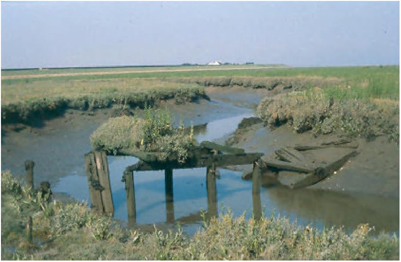 sedimentatiesnelheden minimaal gehalveerd zijn to to (1-1cm per jaar (van Maldegem & de Jong, 2003). Dat betekent dat hier wel problemen kunnen ontstaan bij een versterkte zeespiegelstijging.