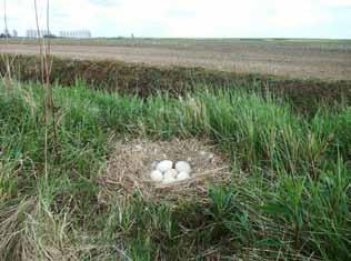 Broedvogels van Tiengemeten in 2011 Foto 9. Nest van Grauwe Gans in de Weemoed.