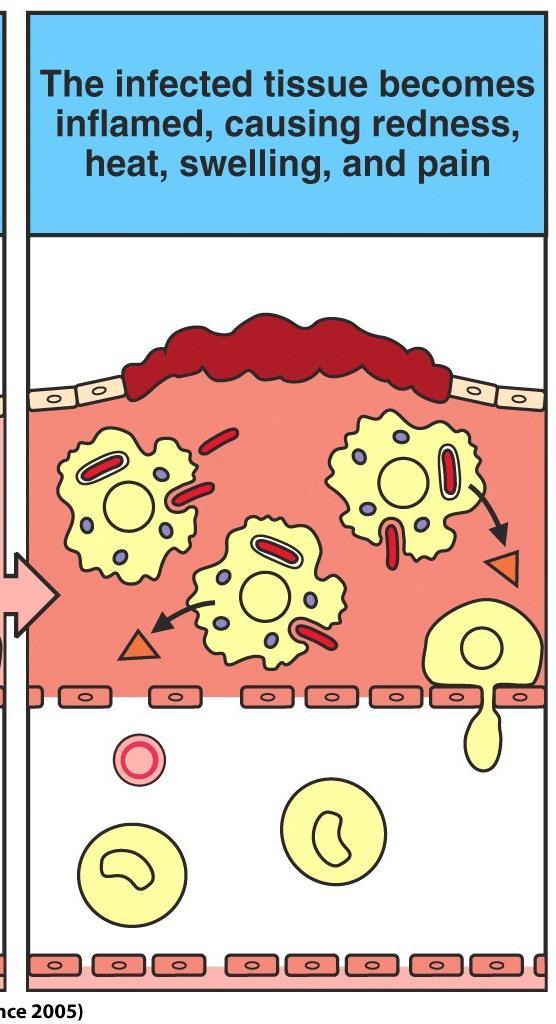 Figure 1-6 Cytokines part 2