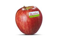 nl Twitter: postuma_agf Facebook: postumaagf Rubens Nog maar 6 jaar geleden werd de Rubens appel geïntroduceerd als nieuw appel ras en nu al niet meer weg te denken uit ons assortiment.