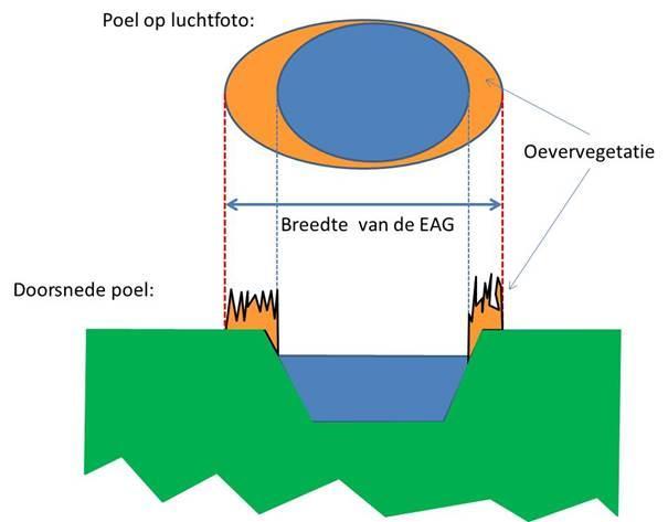 Opgelet: de maximale grootte van een poel voor EAG blijft weliswaar behouden op 10 are bruto, dus inclusief die oeverbegroeiing! In de oevervegetatie kunnen eventueel ook bomen en struiken voorkomen.