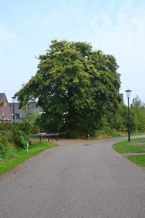 Beschermwaardige Boom nr.