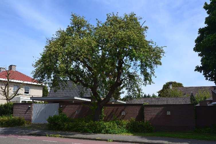 Beschermwaardige Boom nr.