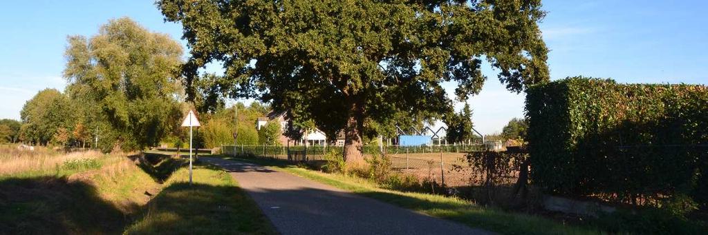 mooi gevormde oude eik staat in de berm van de weg aan de oostkant van het erf