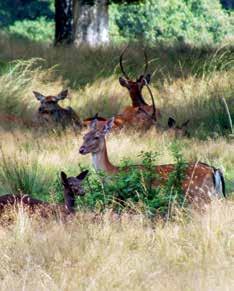 4. 5. 6. ervoor dat de natuurgebieden hun open karakter houden. Uiteindelijk belanden we op de prachtige heide, alweer zo n historische locatie.