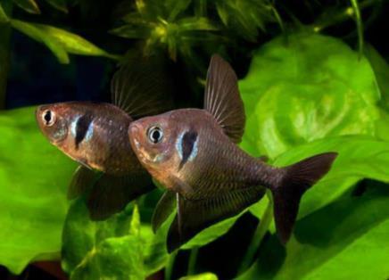 Hij heeft ook een direct familielid, de zwarte fantoomzalm, deze "woont" echter enkele honderden kilometers naar het zuiden. In een aquarium verlangt de rode fantoomzalm een goede verzorging.