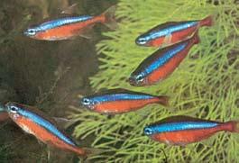 (Rasbora heteromorpha)