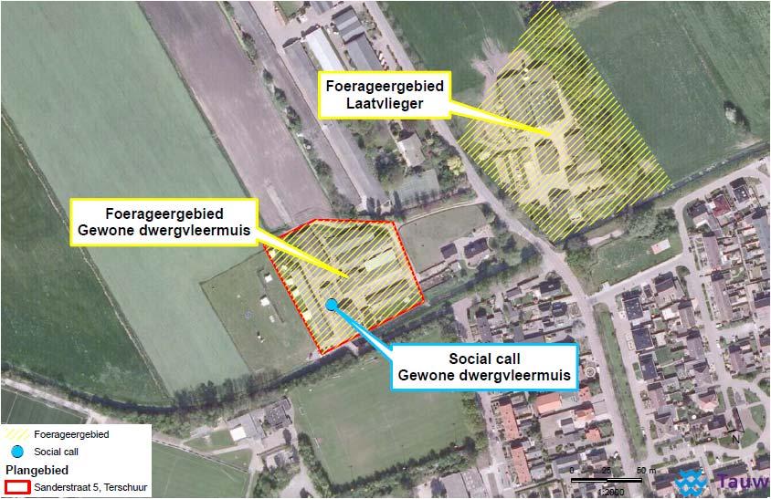 Figuur 3.6 Resultaten Sandersstraat 5, Terschuur. Sandersstraat 5 Op het boerenerf zijn foeragerende gewone dwergvleermuizen aangetroffen, maar geen verblijfplaatsen gevonden.