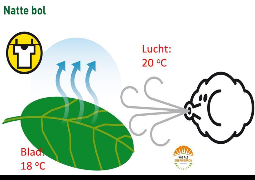 Natte bolverdamping (convectieverdamping) Zonder luchtbeweging: geen energietoevoer verdamping stopt blad warmt op tot luchttemperatuur = natte boltemperatuur RV=100% vgl.