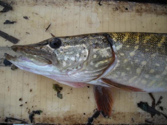 Visstandmonitoring Hunze 2009 19 De rheofiele soorten hebben maar een klein aandeel in de biomassa (4%), zeker gezien het feit dat de Hunze binnen de KRW- systematiek getypeerd is als stromend water