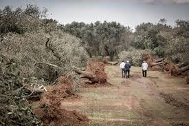 Zieke olijfbomen door Tom van Wanum In de Volkskrant van zaterdag 17 augustus stond een groot artikel dat ging over de ziekte die de olijfbomen aantast in de Zuid-Italiaanse regio Puglia.