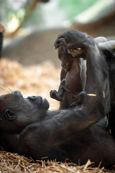 DE ZOO VAN A TOT Z EEN RONDLEIDING LANGS ENKELE HOOGTEPUNTEN VAN DE DIERENTUIN De dieren in een dierentuin zijn de ambassadeurs voor hun wilde soortgenoten en voor natuurbehoud.