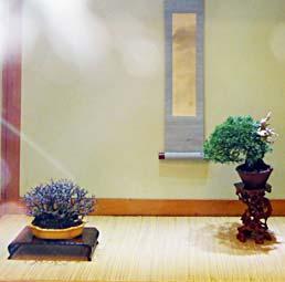 azalea. In de kleine stond een mooie shohin opstelling van Bob met een schitterende Chaenomeles chojubai die samen met zijn mooie Juniperus itoigawa een fraai schouwspel gaven.