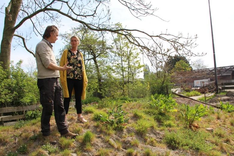 De zandhoop biedt nestelgelegenheid voor solitaire soorten, zoals zandbijen (Andrena), groefbijen (Lasioglossum) en pluimvoetbijen (Dasypoda hirtipes).