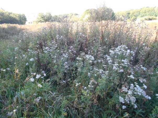 Een distel vormt jaarlijks tussen de 5.000 en 40.000 zaden die tot 20 jaar kiemkrachtig in de bodem kunnen blijven.