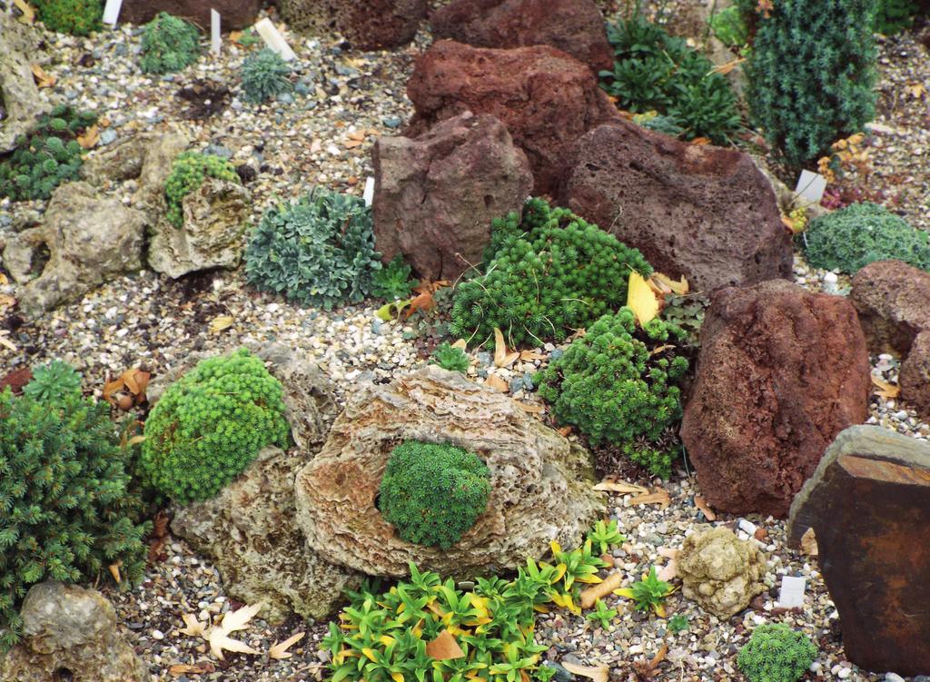 Nederlandse Rotsplanten Vereniging planten, een schitterende vijver, troggen, bakken, objecten, noem maar op. Een grote kas met cactusachtigen en een kweekgedeelte om je hart aan op te halen.