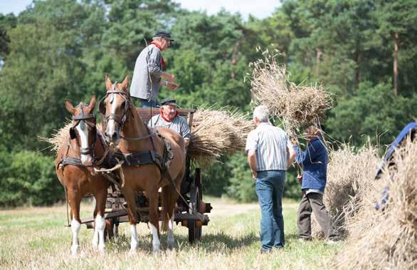 Een van de belangrijkste activiteiten waarbij de Stichting BOW naar buiten treedt is de oogstdag op Landgoed Den Treek Henschoten in Leusden.