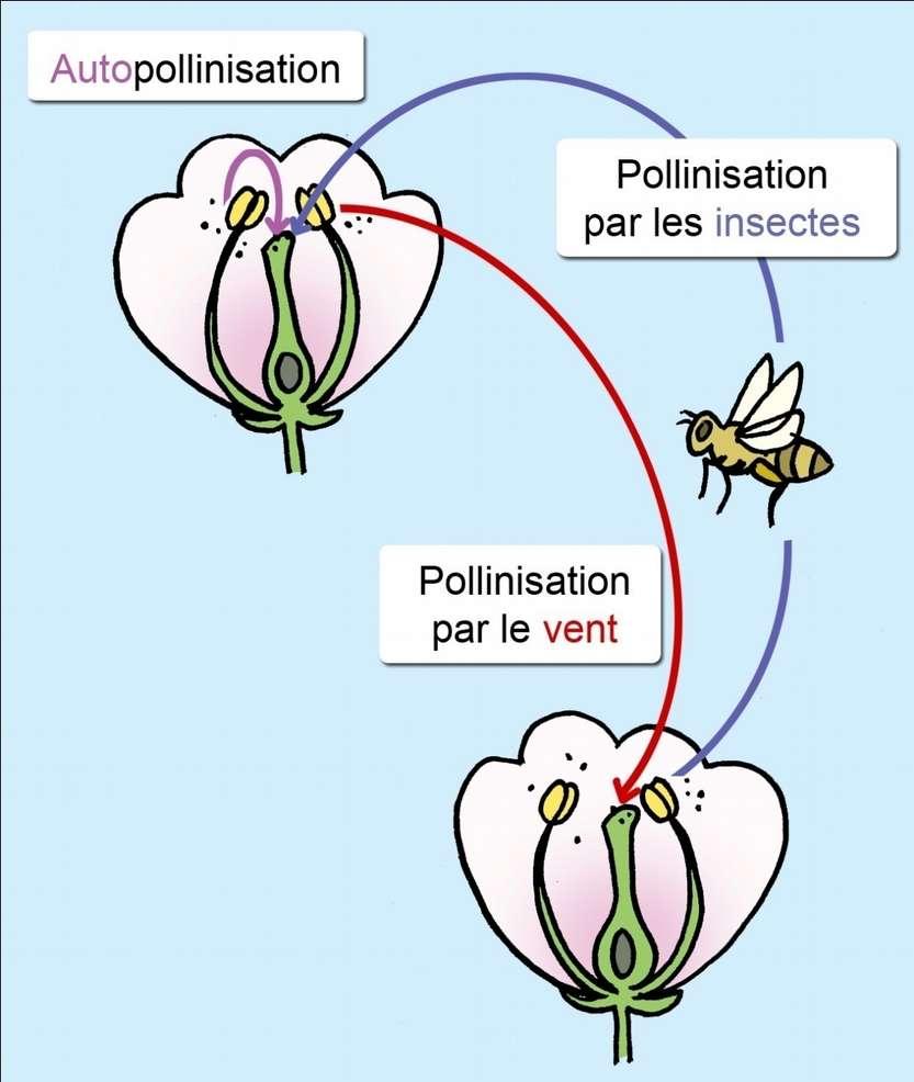 Van bloem tot vrucht De verschillende etappes van de reproductie 1.