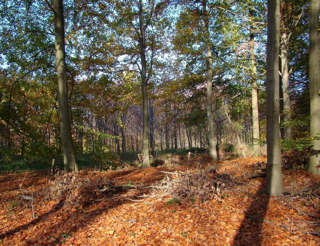 Ter inleiding Planten in natuurlijke ecosystemen : Efficiënte producent van voedsel,