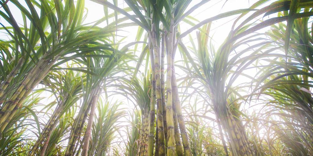 Bagasse Bagasse wordt verkregen uit vezelresten van de suikerrietplant na de suikerproductie.