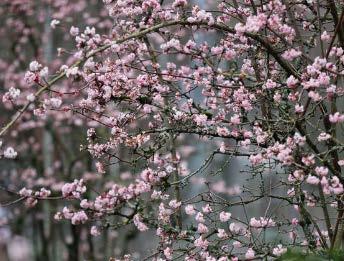 Variant B: onderbeplanting Luzula sylvatica heester: Cercis