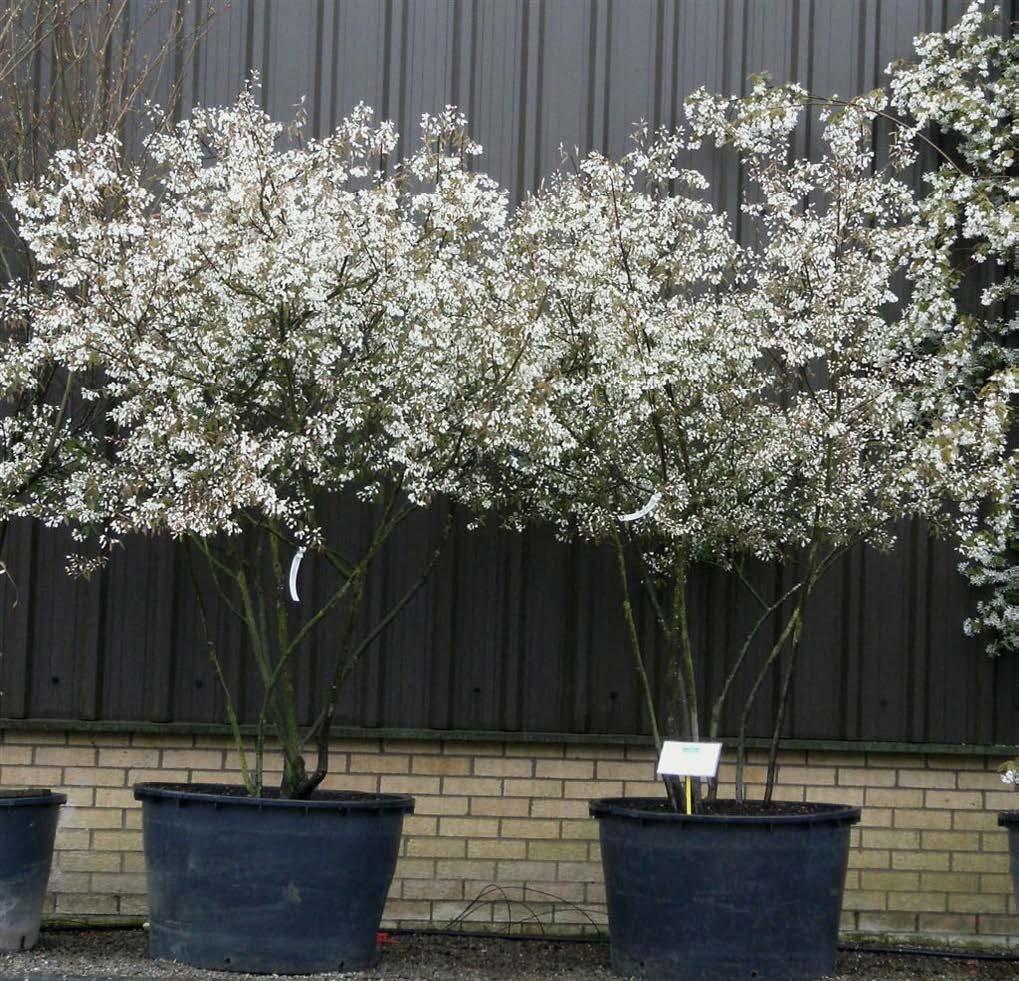 entree Uitstraat handhaven (Pyracantha, begint net aan te