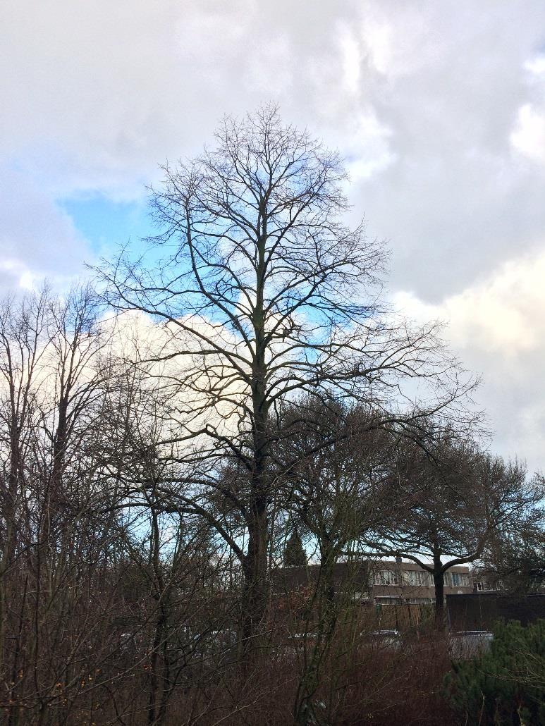 Afbeelding 12: Boom 12; solitaire Hollandse linde; 2.3 CONCLUSIE NULMETING Van de 13 beoordeelde bomen is er niet één afgekeurd uit veiligheidsoverwegingen.