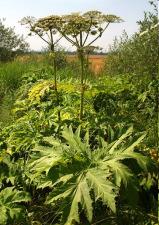 Voorspellen invasiviteit uitheemse planten in Nederland: planteigenschappen, verloop in