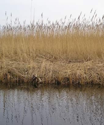 rietland met wilgenbroekbos Deze delen van de corridor die zich verweven in het nat bloemrijk grasland worden niet gemaaid zodat hier spontaan kleine pioniersbosjes ontwikkelen, bestaande uit