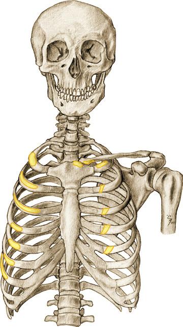 Schoudergordelspieren 1 6.Aa,b Schouderspieren (schoudergordelspieren). Oorsprong en aanhechting op rompskelet en schedel. M.