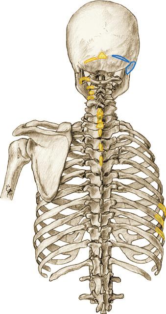 subclavius craniale zijde van de Ie rib bij de kraakbeen-botovergang 0 M. serratus anterior lichamen van ribben I IX [peesboog tussen de ribben I en II] 0 M.