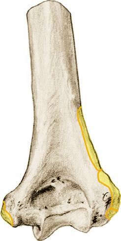 flexor carpi radialis voorzijde van de epicondylus medialis [septum intermusculare brachii mediale, fascia antebrachii] M.