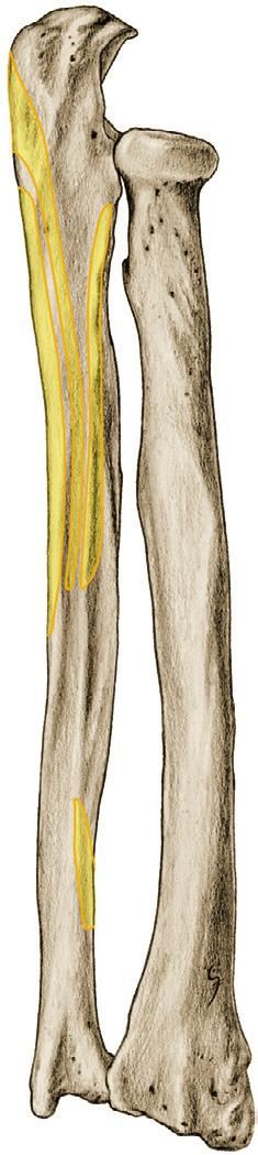 Vinger- en handgewrichtsspieren 2 6.La,b Onderarmspieren (gewrichtsspieren van handen en vingers), oorsprong op radius en ulna. M.