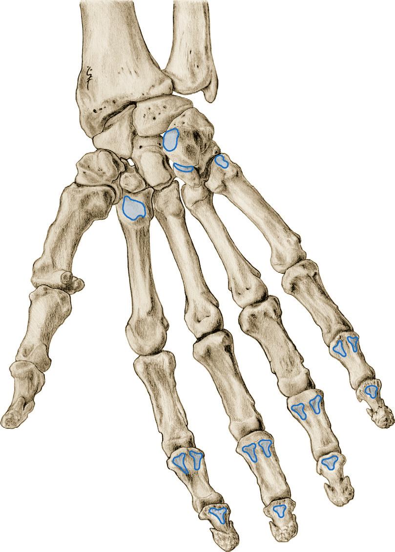 Vinger- en handgewrichtsspieren 3 6.Ma Onderarmspieren en lange vingerspieren (gewrichtsspieren van handen en vingers), aanhechting op het handskelet, palmair aanzicht. 0 M.