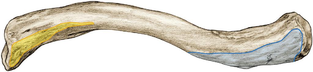 Schoudergordelspieren 2 6.Ba,b Schouderspieren (schoudergordelspieren), oorsprong en aanhechting op de clavicula. a craniaal aanzicht M.