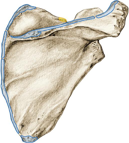 pectoralis minor processus coracoideus variabel: tuberculum majus van de humerus of op het schoudergewrichtskapsel via het ligamentum coracoglenoidale M.