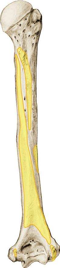 brachialis distale helft van de facies anteromedialis en de facies anterolateralis van de humerusschacht [septum intermusculare brachii laterale en septum intermusculare mediale, gewrichtskapsel van