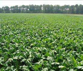 Vruchtwisseling GA aardappel erwt/gras prei zomergerst suikerbiet maïs Belangrijke