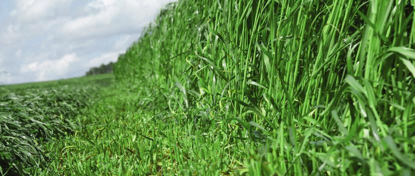 Om dat te bereiken moet de graszode beschermd en vervuiling van het gewas geminimaliseerd worden.