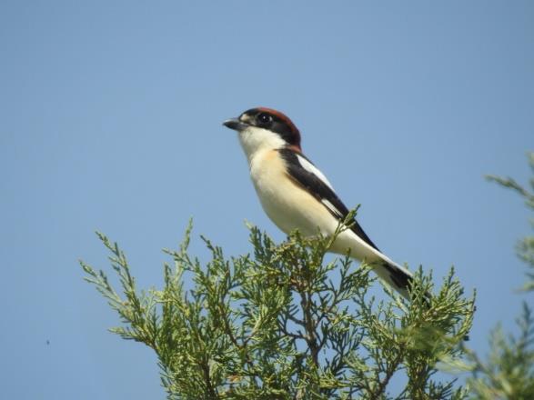 paap, grijze gors, grauwe gors, aziatische roodborsttapuit, porseleinhoen (steekt pal voor ons de weg over), kwartel, wielewaal. B.