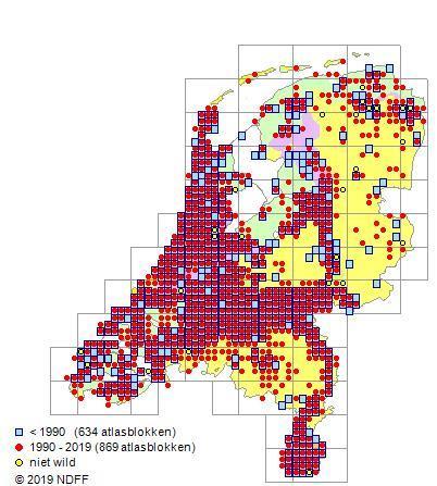 Groeiplaats Zeeduinen, akkers (akkerranden), tuinen, omgewerkte grond, braakliggende grond, ruderale plaatsen, klippen, bermen, langs spoorwegen (spoordijken en spoorbermen),