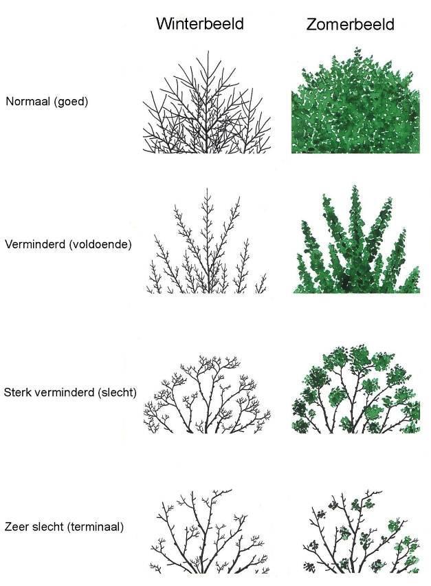 201893 4. Methode van onderzoek Opzet inventarisatie boomgegevens De onderstaande boomgegevens worden tijdens het onderzoek opgenomen. Boomsoort Bepaald aan de hand van de soortkenmerken.